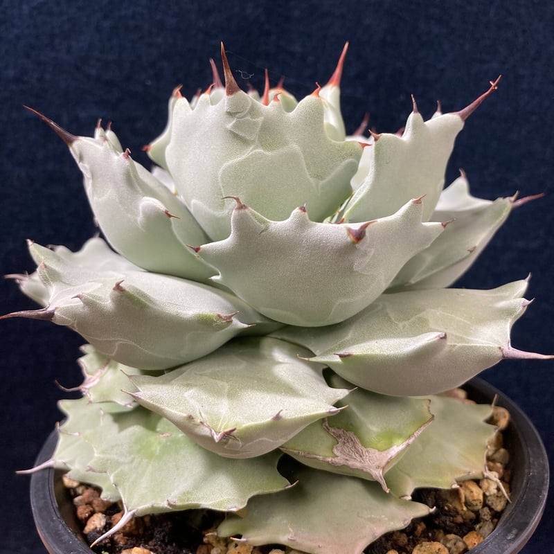 厚葉・青白肌】アガベ イシスメンシス Agave isthmensis | radical