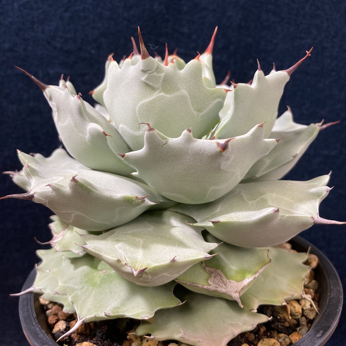 厚葉・青白肌】アガベ イシスメンシス Agave isthmensis | radical