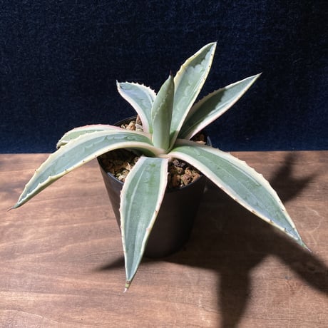 アガベ アメリカーナ 覆輪　Agave americana f.marginata