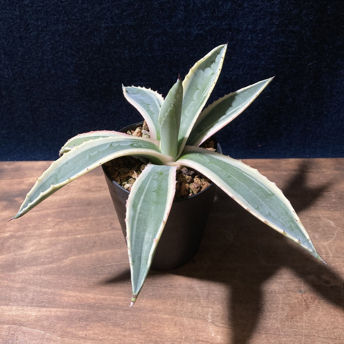 agave american v.abrupta (子株)アメリカーナアブルプタ - 植物/観葉植物