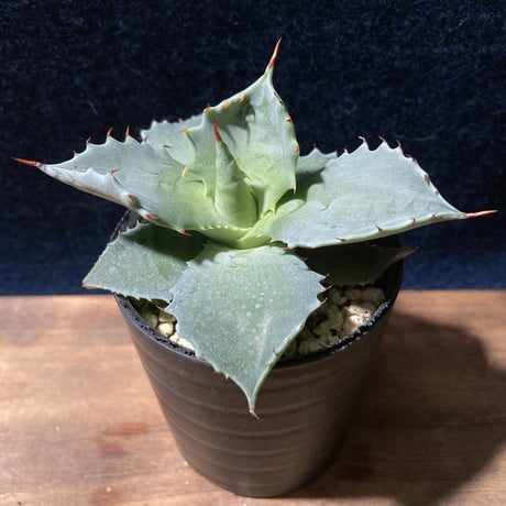 アガベ 王妃甲蟹 中国系特選株　　　　　　　　(識別code TypeB)