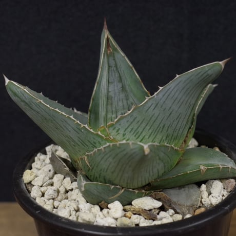 アガベ   プミラ　Agave  pumila