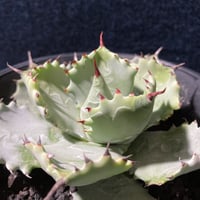 アガベ キャメロンブルー　Agave potatorum “Cameron Blue”