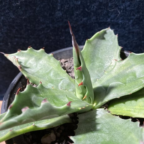 アガベ サルミアナ 墨中斑 “グリーンライトニング”   Agave salmiana “Green Lightning”