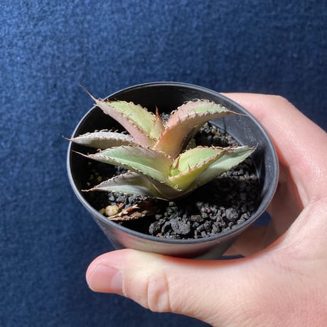 アガベ チタノータ 石化（いしか）　Agave titanota f.caespitosa  　分け株