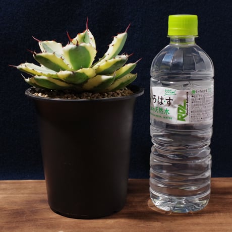 アガベ   スーパークラウン　Agave  potatrum   ‘Super  Crown’