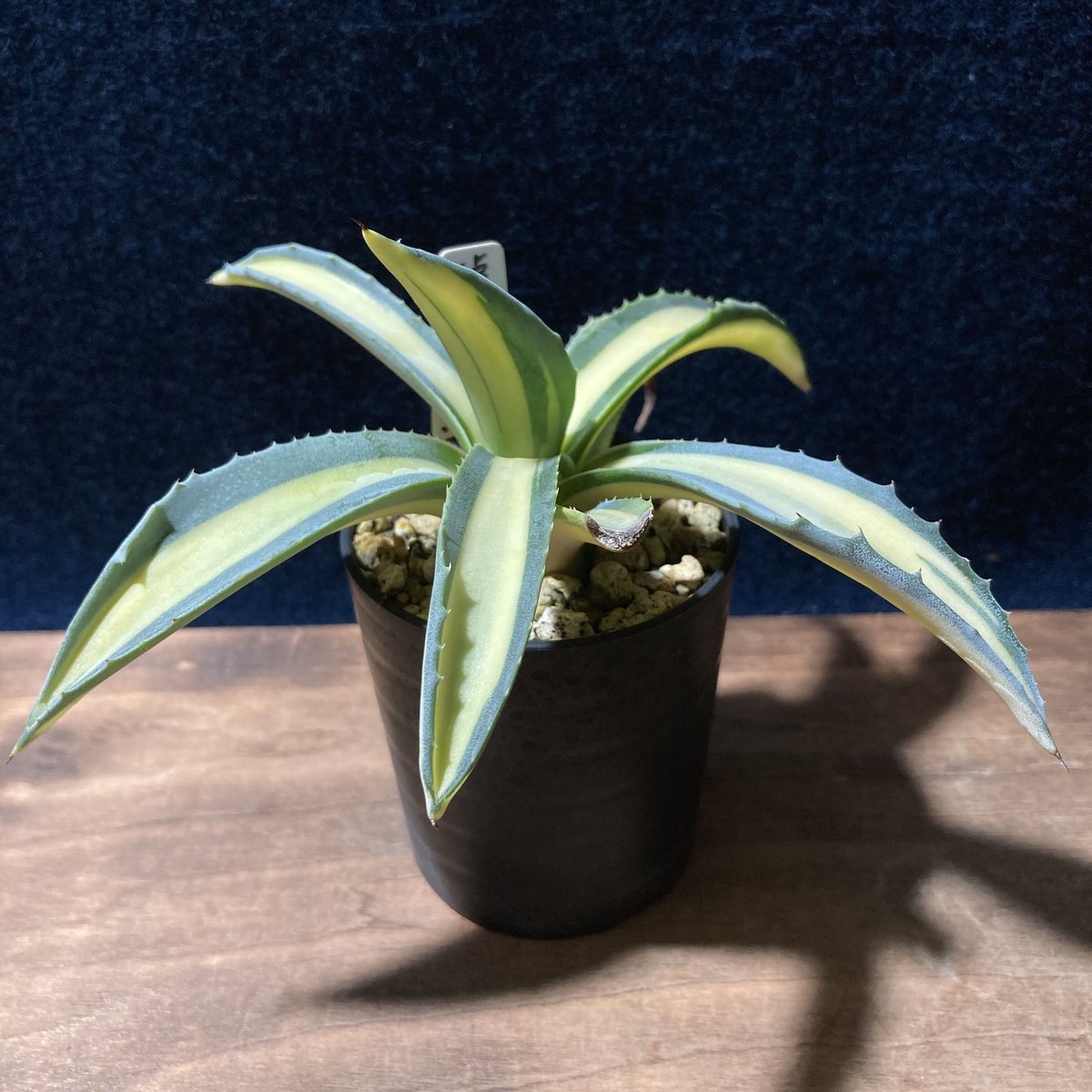 アガベ 琥珀竜 Agave americana f.mediopicta aurea | ra
