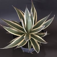 アガベ　❛スノーグロウ❜　Agave  hyb.  ’Snow Grow’