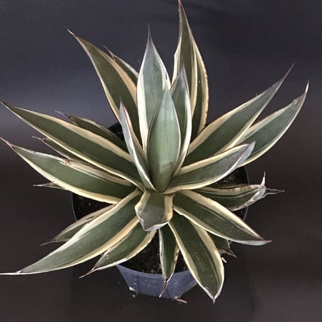 スノーグロー | STORES