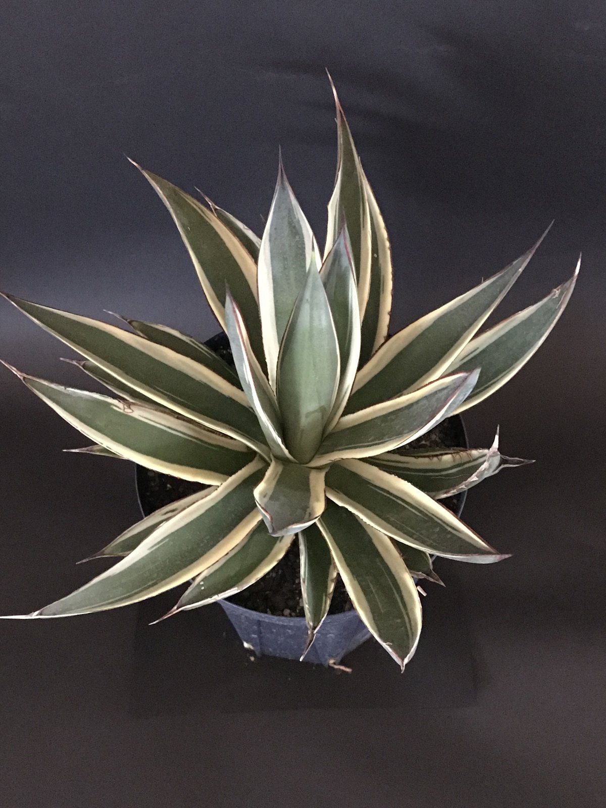 【クローバー出品】アガベhyb 楽天市場】【現品・現物】アガベ・スノーグロー Agave hyb.'Snow