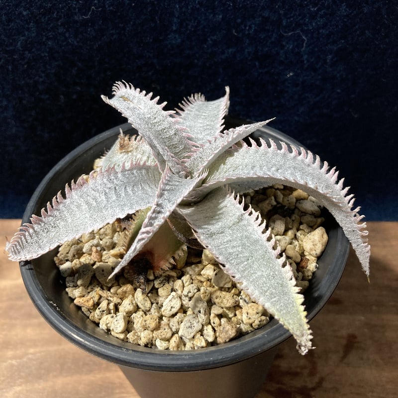Dyckia marnier-lapostollei “Pink Spine” ディッキア マ