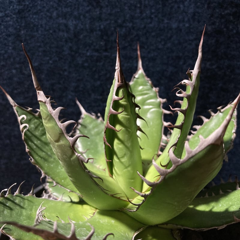 アガベ ホリダ 強鋸歯 Agave horrida | radical botanics