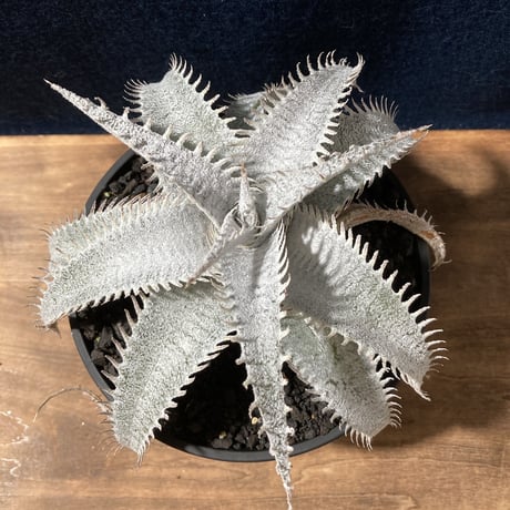 Dyckia ｍarnier-lapostollei v.estevesii WBC2006 Bill Baker　ディッキア  マルニエラポストレイ エステベシー  WBC2006  ビルベイカー