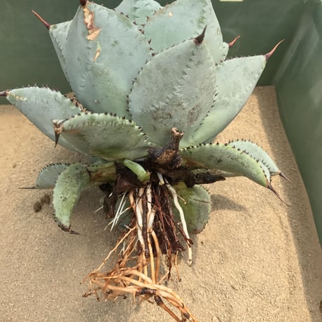 アガベ  ドラゴントゥース  仔株付き　Agave  seemanniana   ssp.  pygmaea  ‘Dragon Toes’