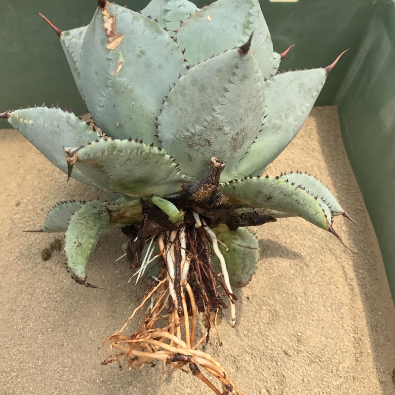 アガベ ドラゴントゥース 仔株付き Agave seemanniana ssp.
