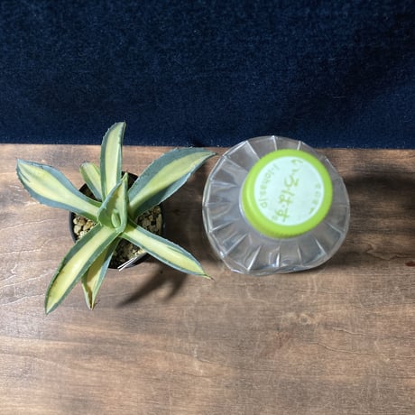 アガベ 琥珀竜　Agave americana f.mediopicta aurea
