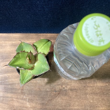 Agave titanota　Seedling Select