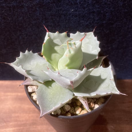 【厚葉・青白肌】アガベ イシスメンシス　Agave isthmensis
