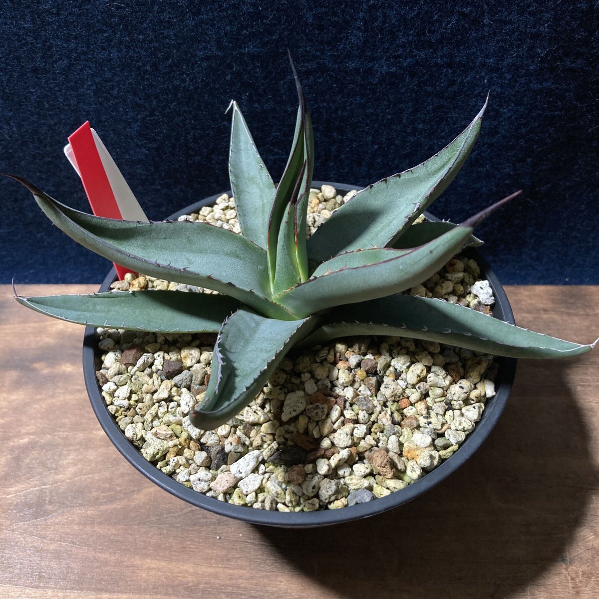 アガベ シャークスキン Agave nigra “Shark Skin” 識別cod...