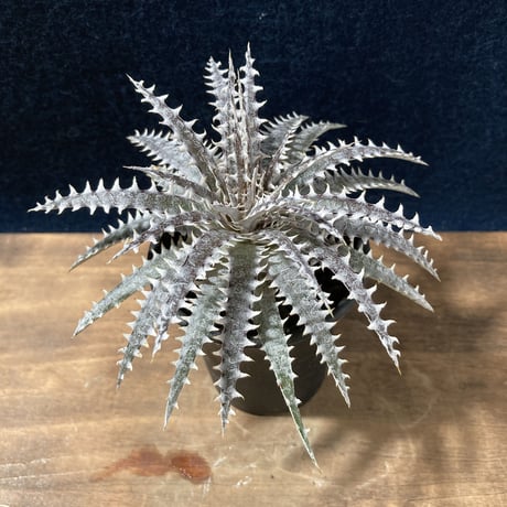 Dyckia N'S-Hyb.(fosteriana Senges Parana Brazil × Dyckia “Bare Bones”)   (識別code:world's first)
