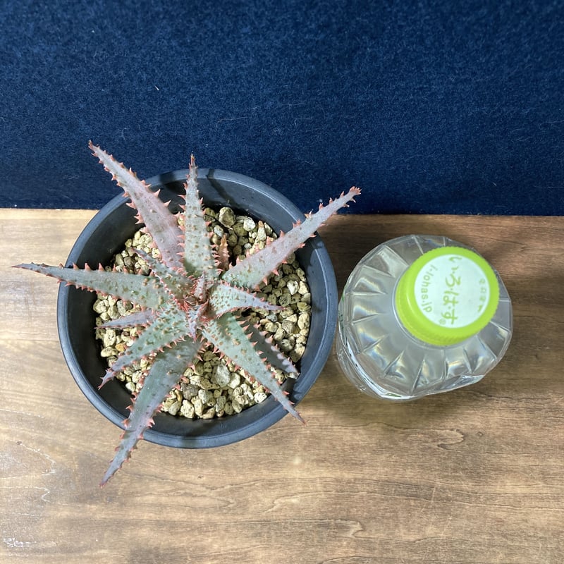 アロエ ワイリーカヨーテ Aloe 