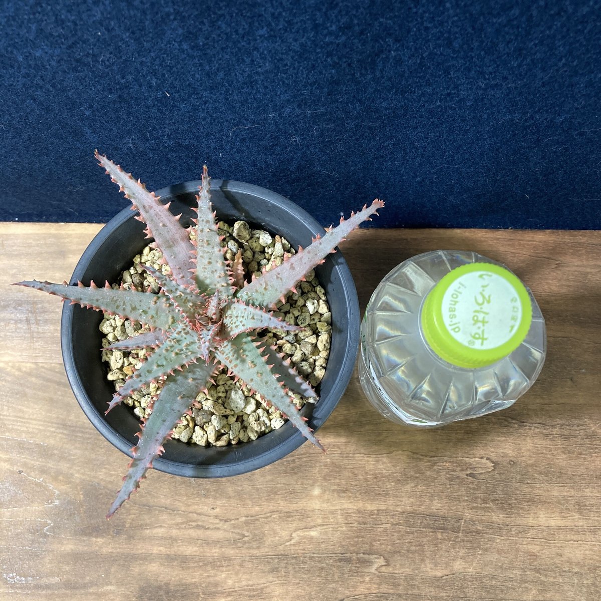 アロエ ワイリーカヨーテ Aloe 
