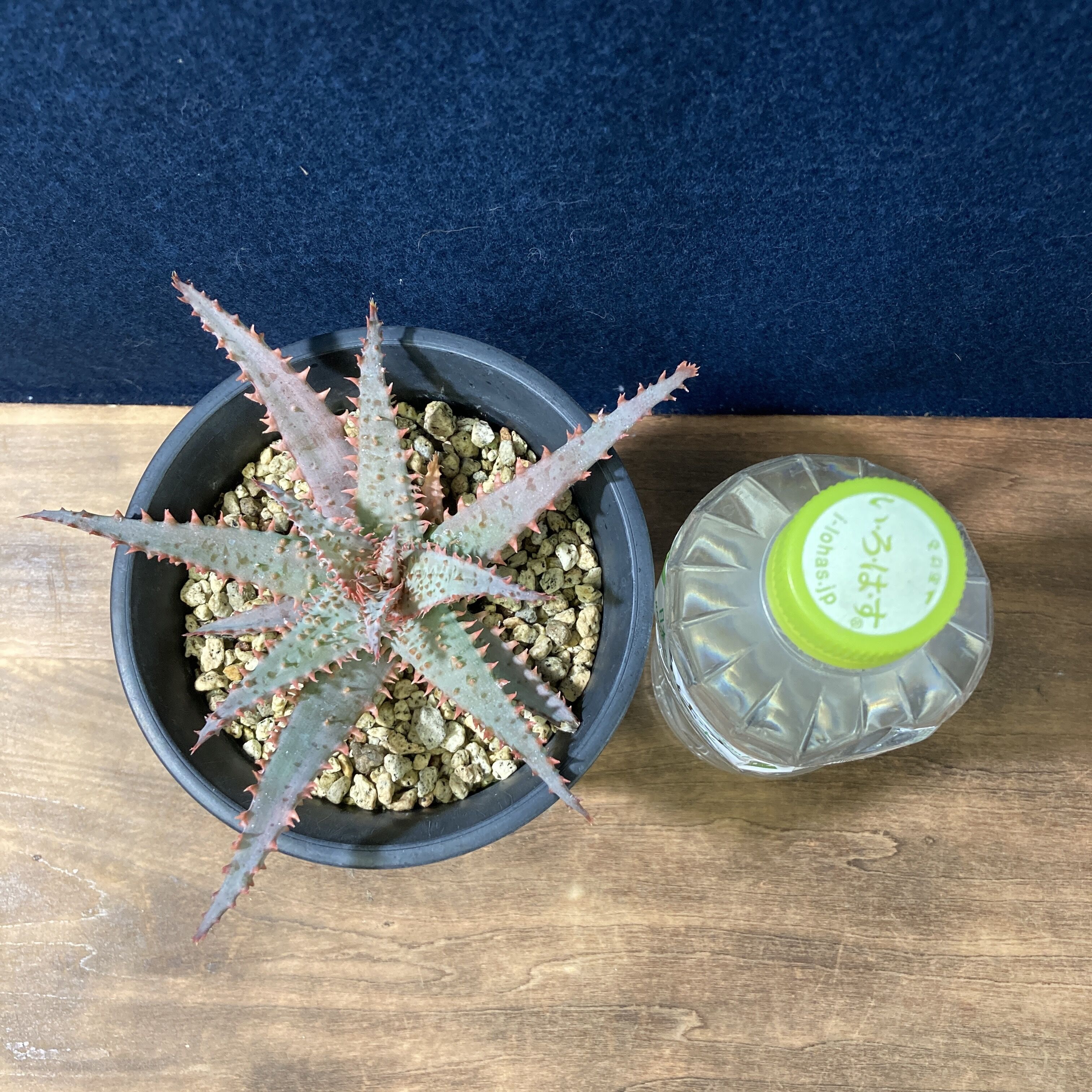 アロエ ワイリーカヨーテ Aloe 
