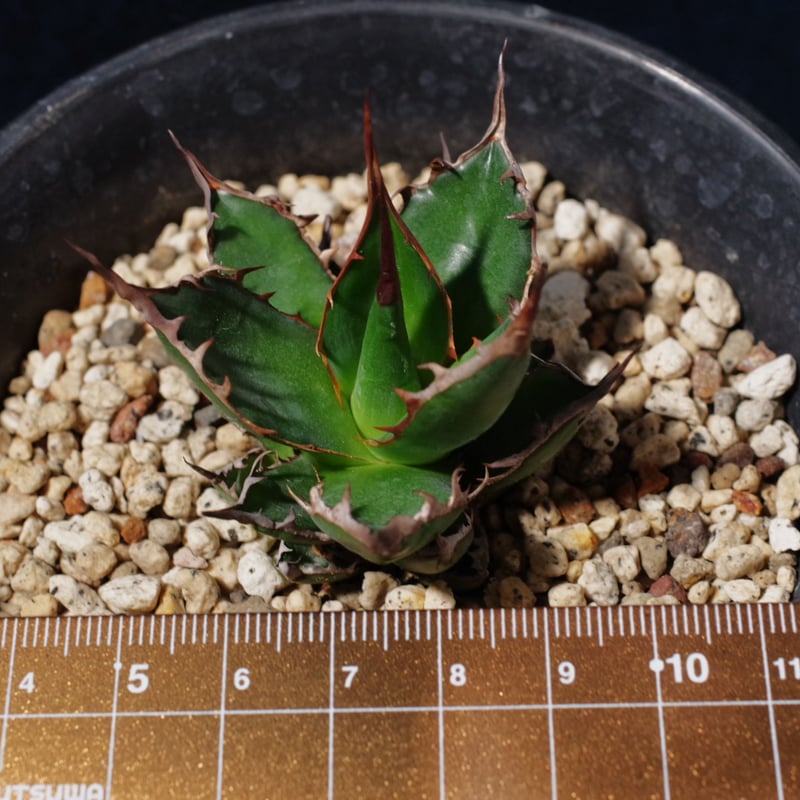 アガベ ギルベイ 極美株 Agave horrida ssp. gilbeyi | radic アガベ ギルベイ 極美株 Agave horrida ssp. gilbeyi | radic