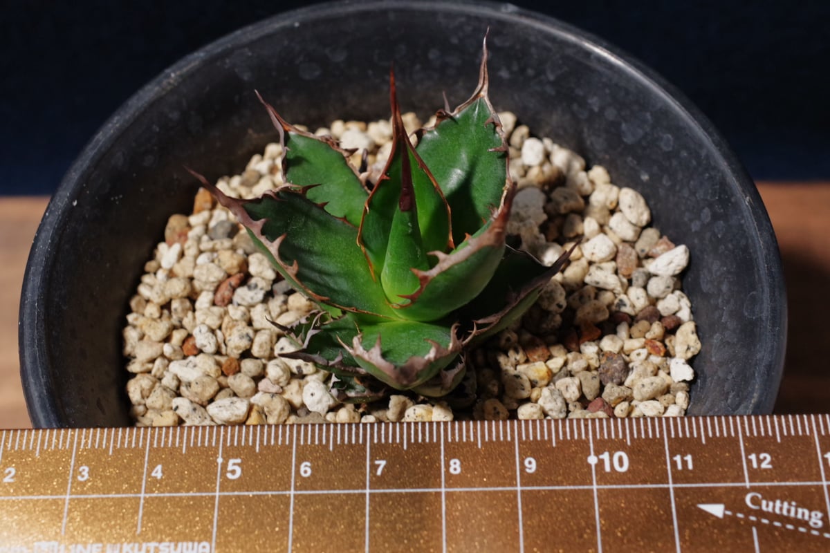 アガベ ギルベイ 極美株 Agave horrida ssp. gilbeyi | radic...