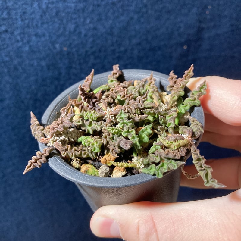 ユーフォルビア デセプタ 【実生苗】 【公式通販】