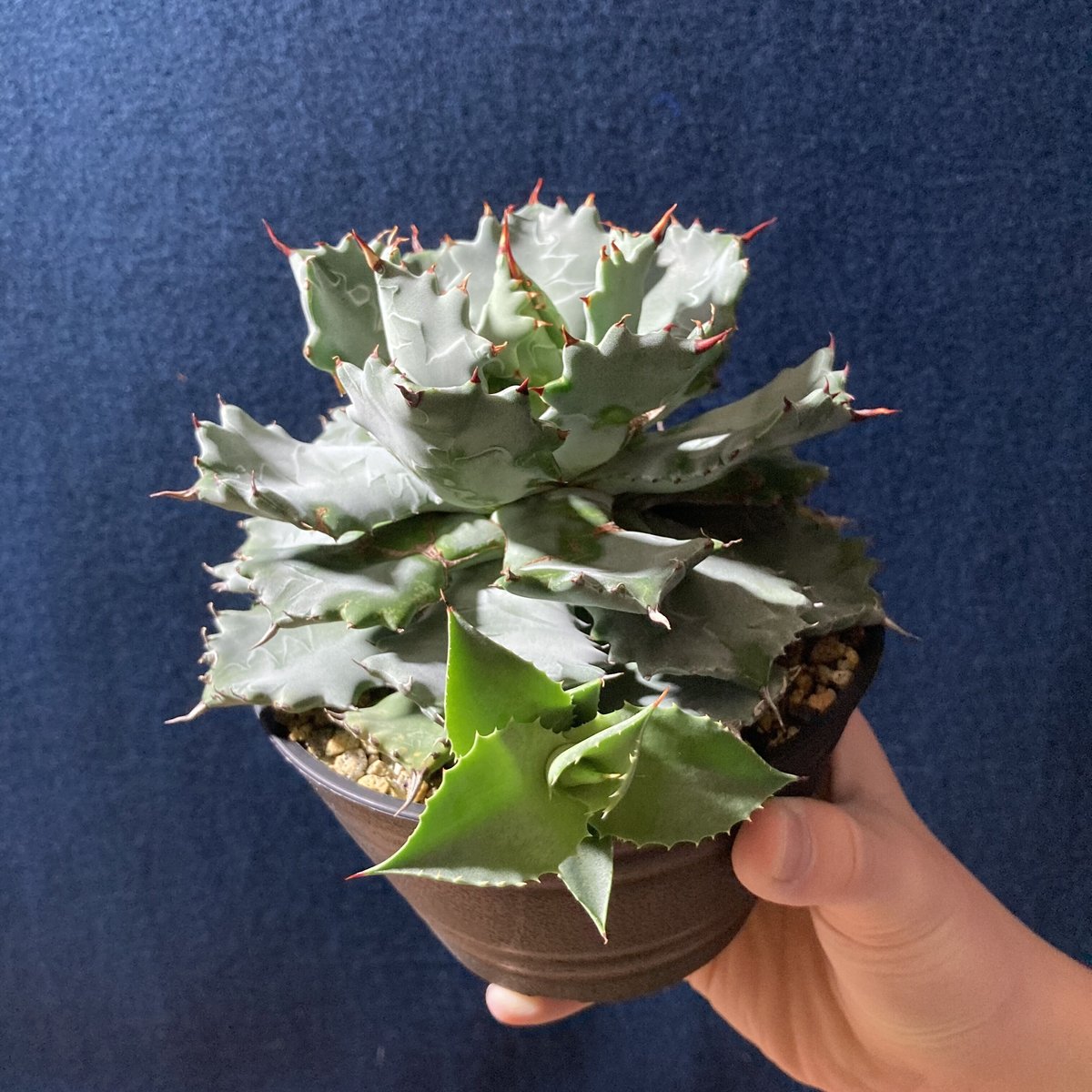 【アガベ】厚葉　白銀甲蟹　極上株 アガベ】厚葉 白銀甲蟹 極上株 【公式通販】