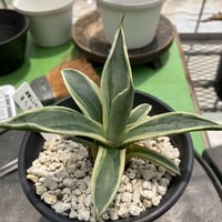 アガベ ベガスストリップ Agave sisalana “Vegas Strip”  2.5号鉢