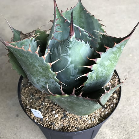 アガベ　❛ファイヤーボール❜　Agave  parrasana  ’Fire ball’
