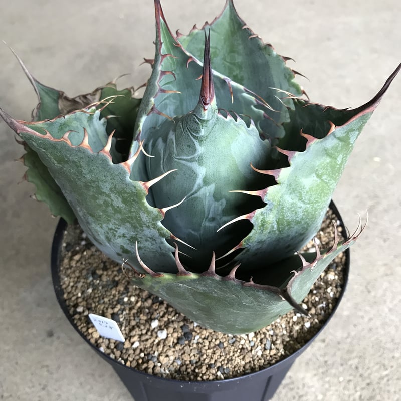 アガベ ❛ファイヤーボール❜ Agave parrasana 'Fire ball' |