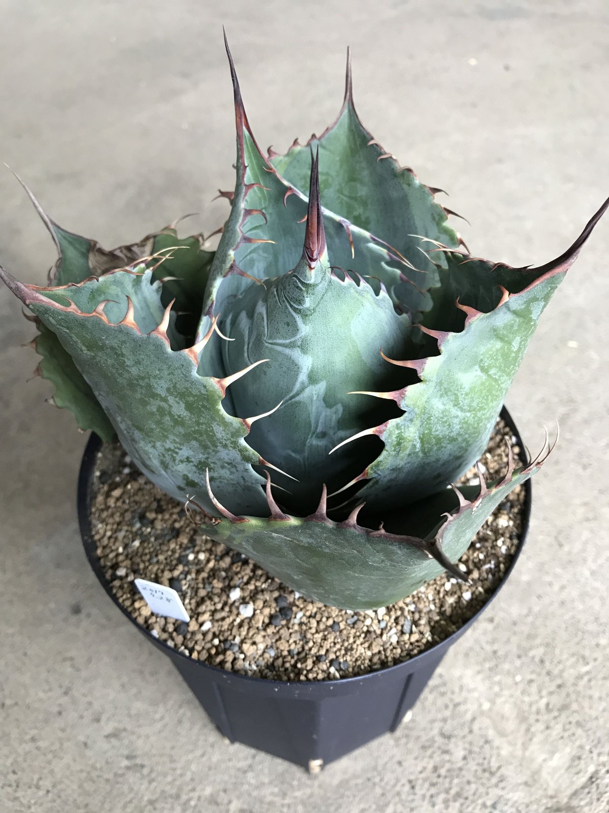 アガベ ファイヤーボール パラサナ 錦 値下げ‼️アガベ 特大株