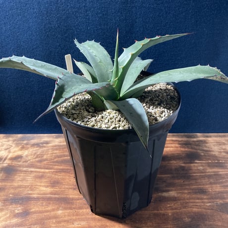 アガベ フェロックス “ギガンティア” 平尾氏輸入株　Agave salmiana v.ferox “Gigantia”　Mr.HIRAO