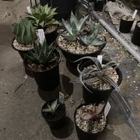 プヤ ベヌスタ U プヤ ベヌスタ Puya venusta | radical botanics