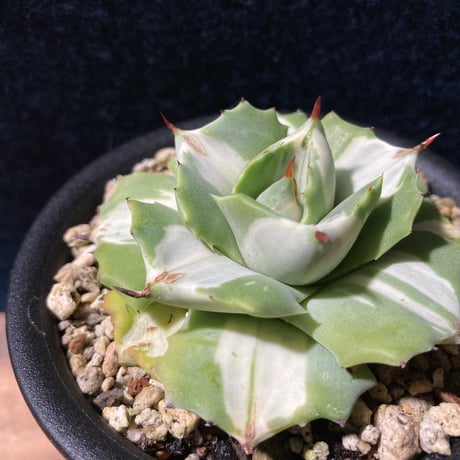 アガベ 王妃雷神 白中斑　Agave potatorum “Ouhi Raijin” f.mediopicta