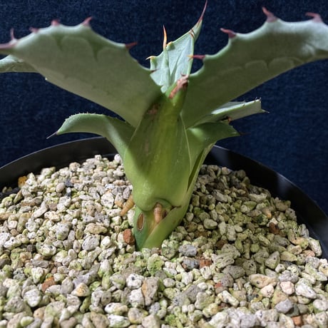 アガベ フェロックス “ギガンティア” 平尾氏輸入株　Agave salmiana v.ferox “Gigantia”　Mr.HIRAO