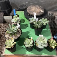 プヤ ベヌスタ Puya venusta | radical botanics