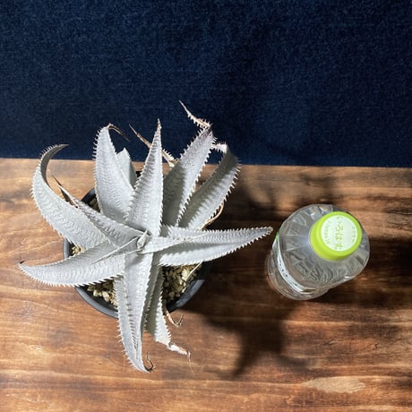 ディッキア マルニエラポストレイ　Dyckia ｍarnier-lapostollei