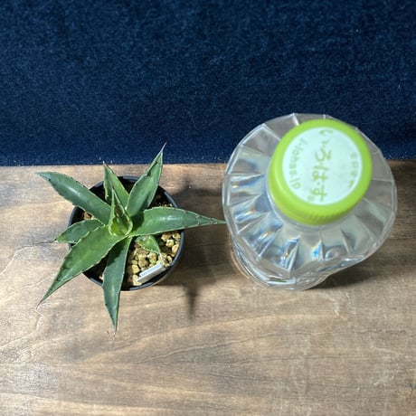 アガベ モンタナ 　Agave montana