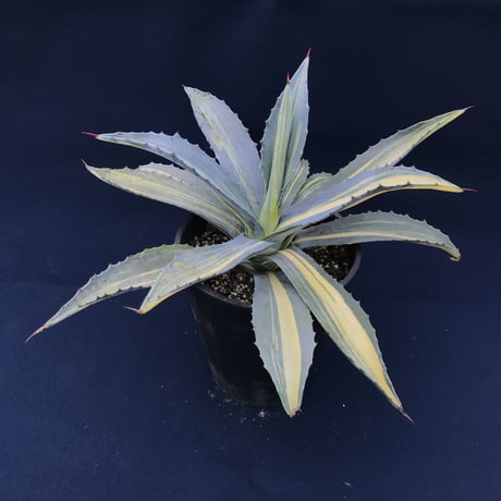 アガベ  アメリカーナ　縞黄斑／　Agave  americana
