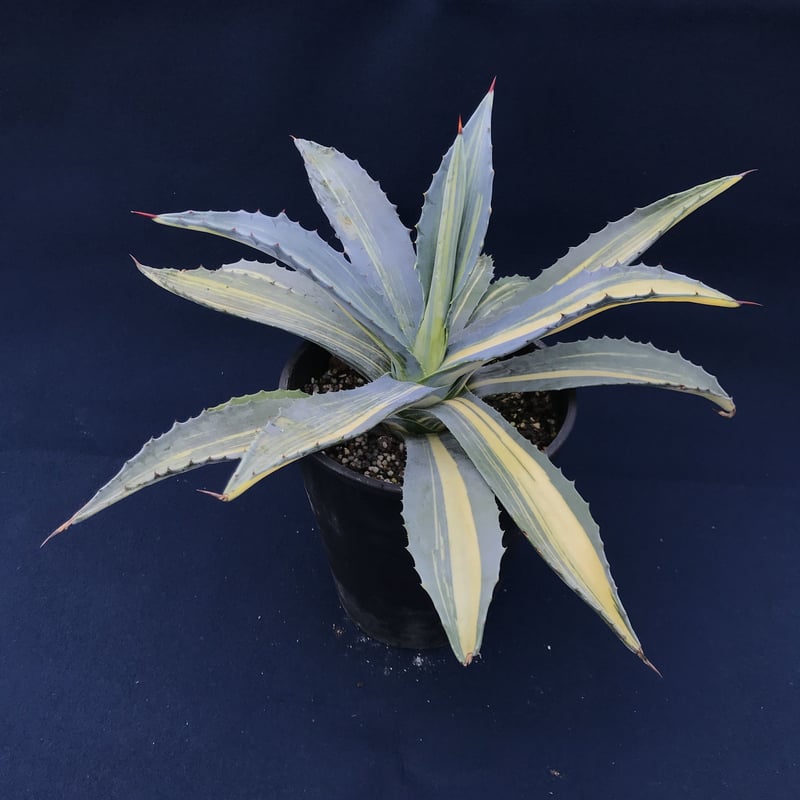 アガベ アメリカーナ 縞黄斑／ Agave americana | radical bot