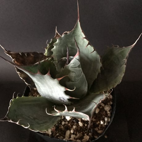 アガベ　❛ファイヤーボール❜　Agave  parrasana  ’Fire ball’