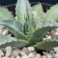 アガベ ミートクロウ  小株  parrasana ‘Meat  Clow’