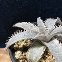 Dyckia ｍarnier-lapostollei “Pink Spine”　ディッキア マルニエラポストレイ ピンクスパイン