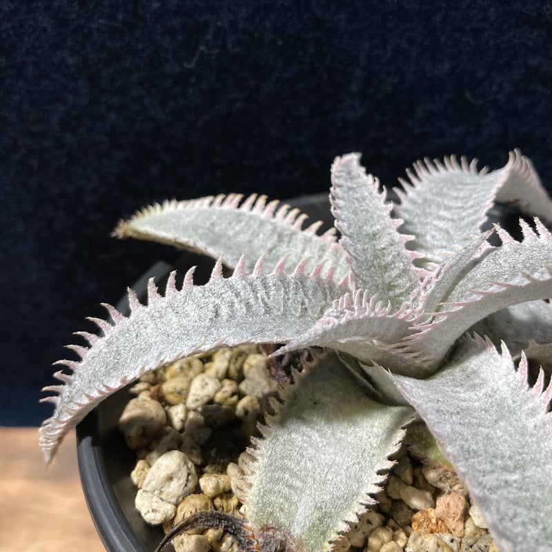 Dyckia marnier-lapostollei 連棘 ディッキア ディッキア：Dyckia 'Red Ripper' x marnier-lapostollei 'Pink Spine