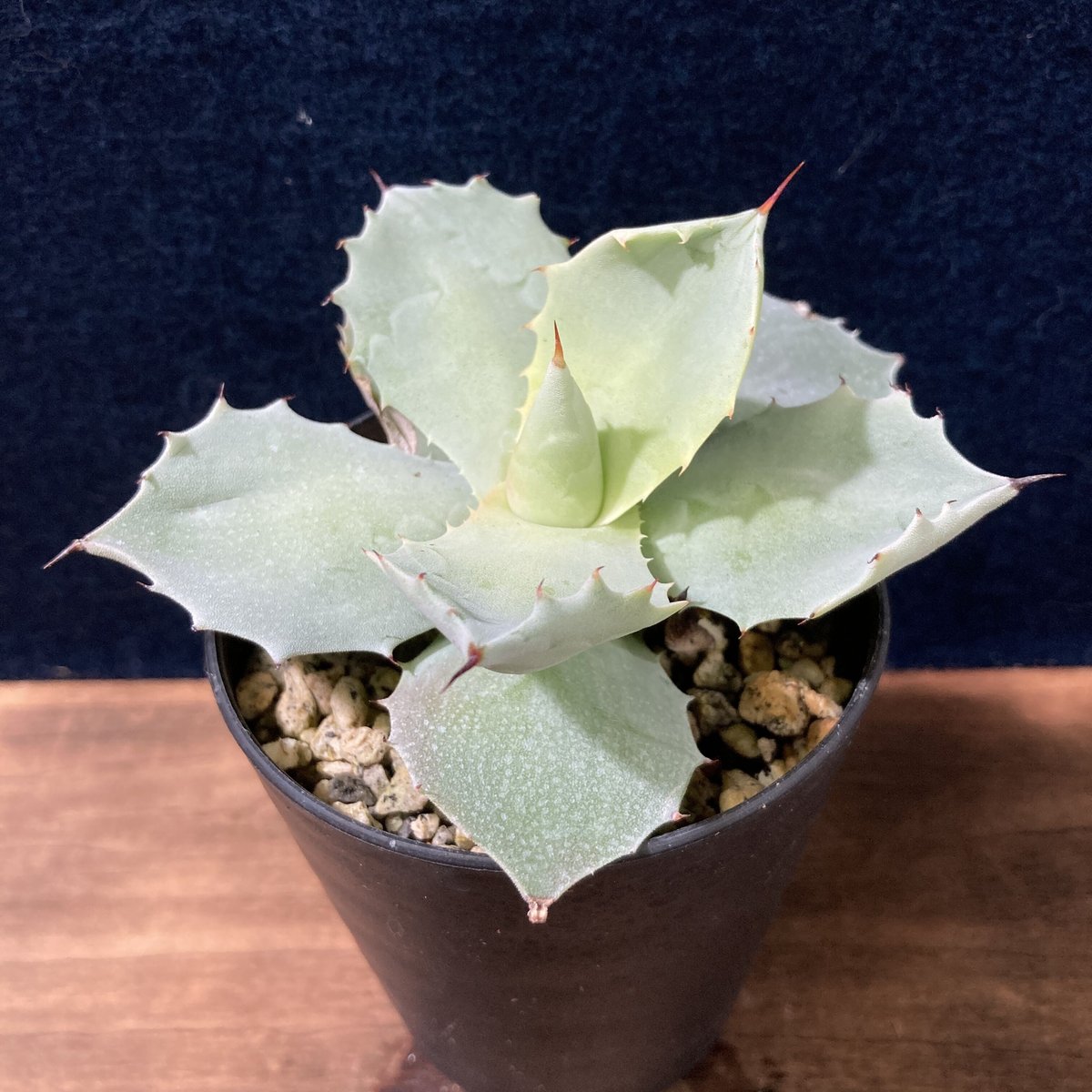 アガベ イシスメンシス 白玉 レア 子株 厚葉・青白肌】アガベ イシスメンシス Agave isthmensis | radical