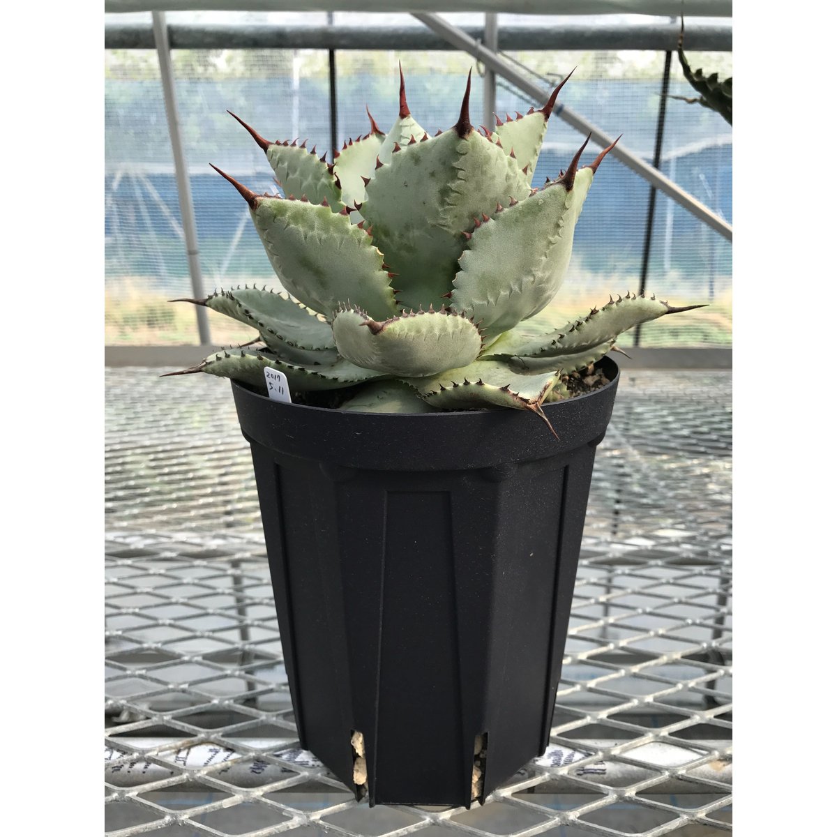 アガベ　ドラゴントゥース　クレスト　綴化2頭個体　縞斑 アガベ ドラゴントゥース クレスト 綴化2頭個体 縞斑